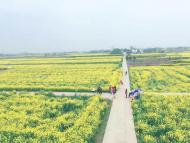 河南旅游策劃:荊門百里花如海，春風(fēng)相約緣是你