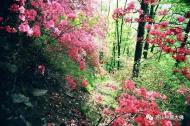 河南旅游市場運(yùn)營：錯(cuò)峰游堯山，踏著青春的旋律來相會（有福利）